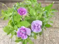 谷中 妙福寺(東京都)