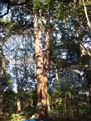 日吉山王神社の自然