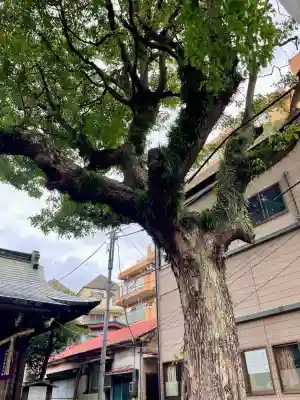 子神社(神奈川県)