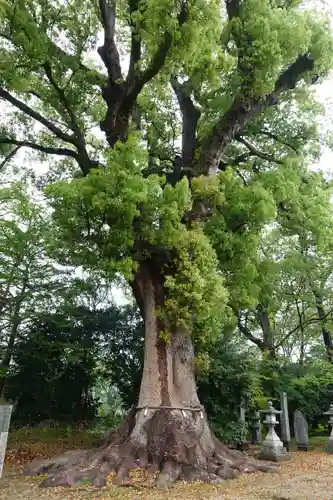 高良神社(香川県)