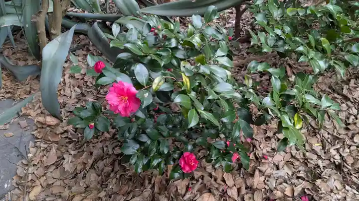橋姫神社の自然