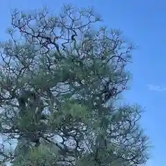 松本山　地福禅寺の自然