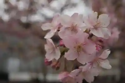今戸神社(東京都)