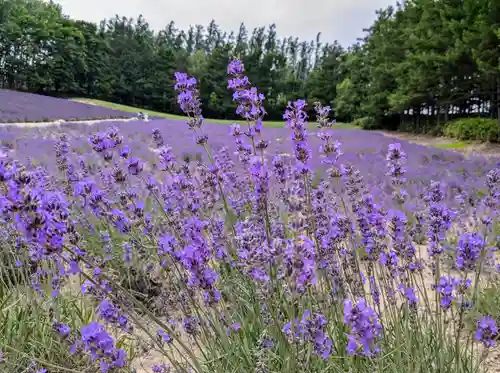 富良野神社の周辺