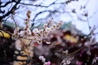 亀戸天神社(東京都)