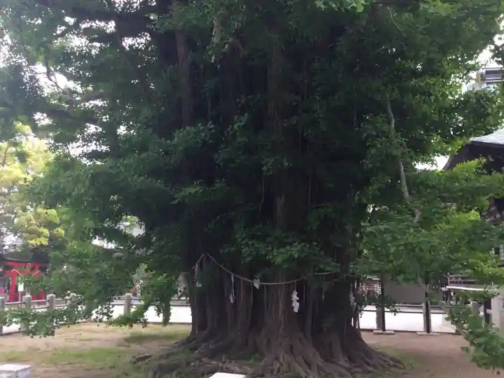 葛飾八幡宮の自然