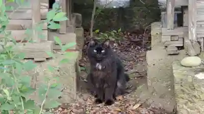 生出森八幡神社(里宮)の動物