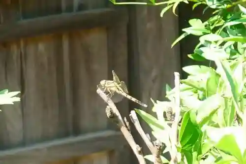 當麻寺中之坊の動物
