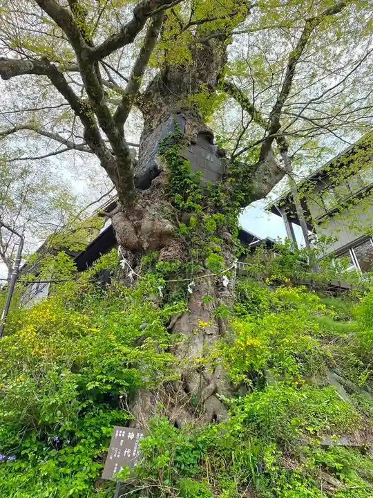 武蔵御嶽神社の自然