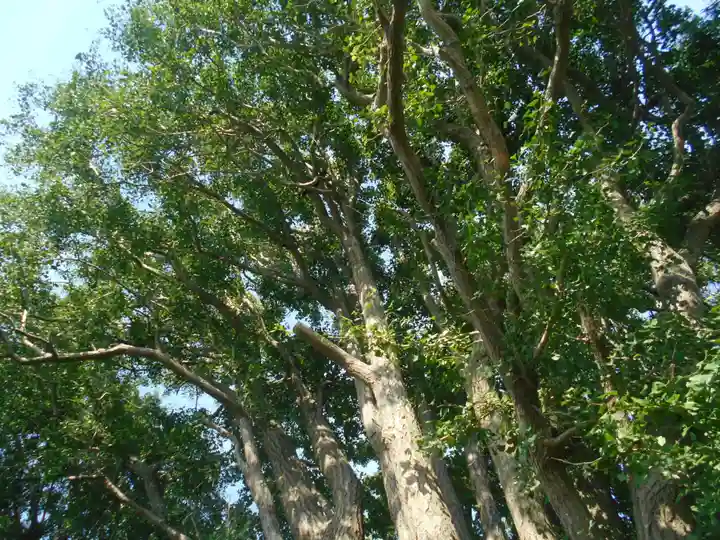 由比若宮(元鶴岡八幡宮)の自然