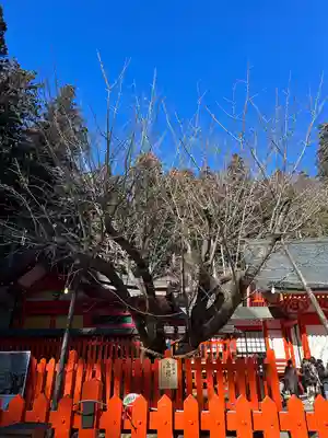 金櫻神社(山梨県)