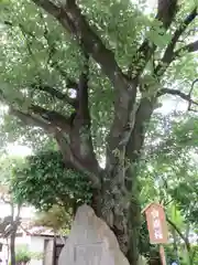 白山神社(東京都)