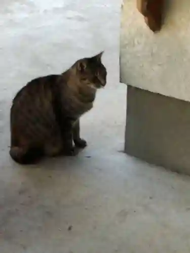 間々田八幡宮の動物