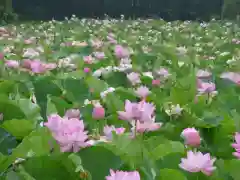 長谷寺(古河長谷観音)の周辺