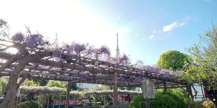 亀戸天神社の庭園