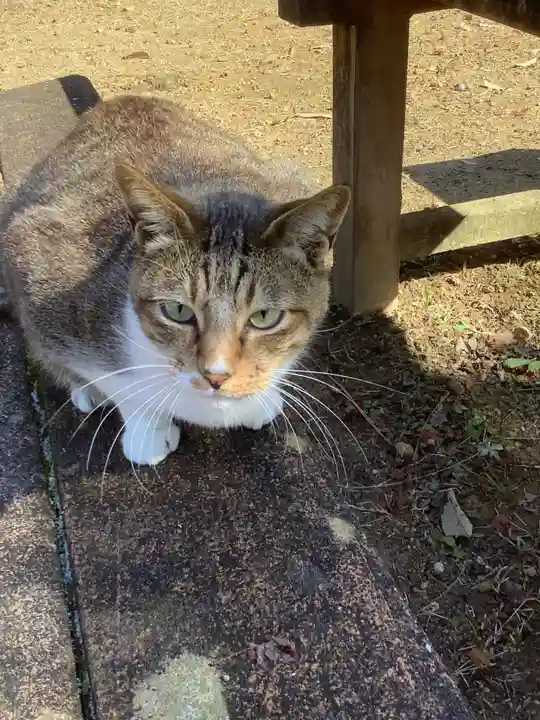 玉野御嶽神社の動物