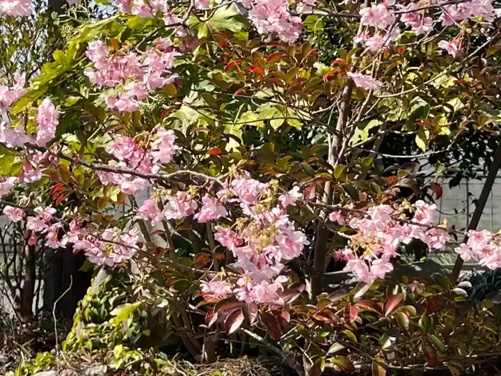 天津神明宮(千葉県)