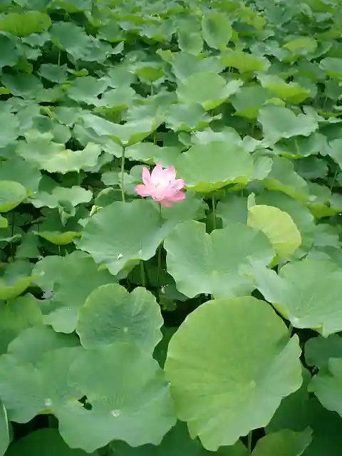 鶴岡八幡宮の自然