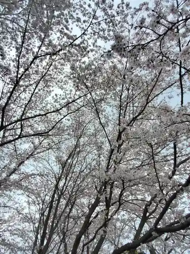 櫻木神社の自然