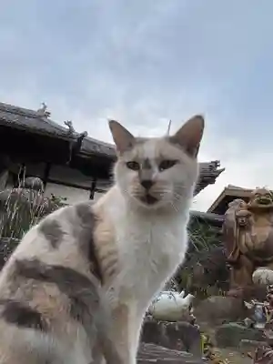 一心寺・一心禅寺の動物
