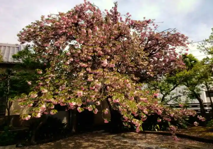 境妙寺(東京都)