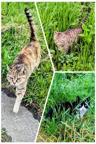 七百餘所神社 の動物