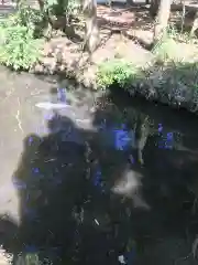 大神山神社本宮の動物