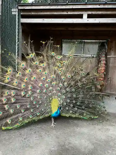 岩槻久伊豆神社の動物