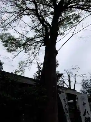 阿佐ヶ谷神明宮(東京都)