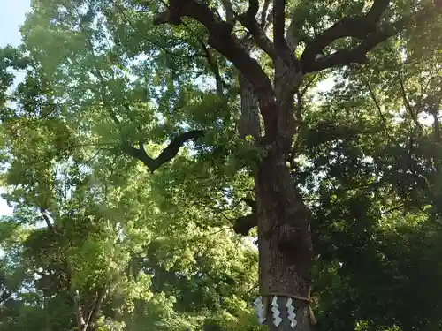 和泉國一之宮　大鳥大社の自然