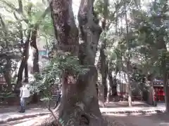 生田神社(兵庫県)