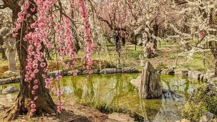 北野天満宮(京都府)