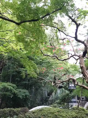 大正寺の庭園