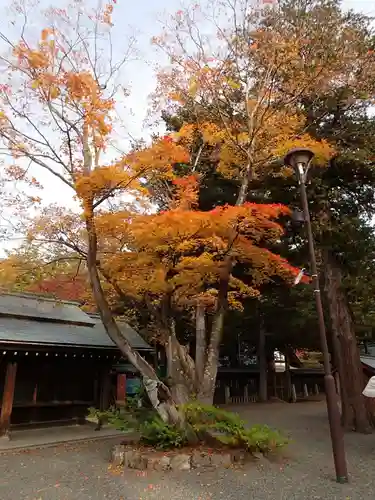 北海道神宮の自然