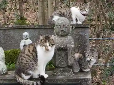 御誕生寺（猫寺）(福井県)