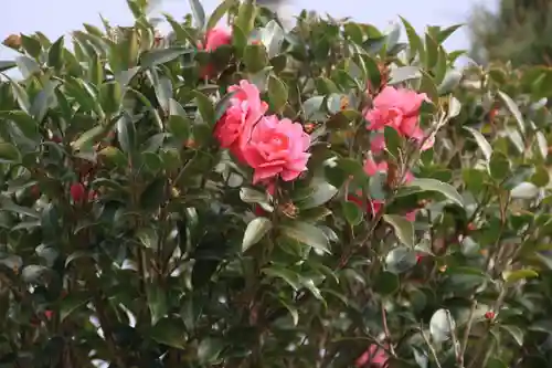 大鏑神社の自然