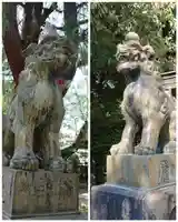 青山熊野神社の狛犬