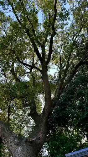 錦織神社(大阪府)