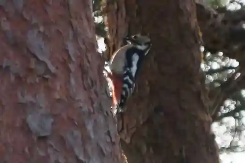 豊景神社の動物