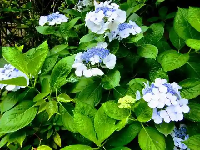 東神奈川熊野神社の自然
