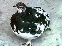 仁科神社(長野県)