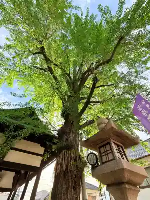 河内國魂神社の{uncategorized: "未分類", other: "その他", undefined: "問題あり", building: "その他建物", grave: "お墓", sacred_gate: "鳥居", guardian: "狛犬", statue: "像", buddha: "仏像", history: "歴史", nature: "自然", garden: "庭園", animal: "動物", pagoda: "塔", temizu: "手水舎", mountain_gate: "山門・神門", sanctuary: "本殿・本堂", subordinate: "末社・摂社", art: "芸術", scenery: "景色", jizo: "地蔵", ema: "絵馬", goshuin: "御朱印", omikuji: "おみくじ", items: "授与品その他", amulet: "お守り", goshuincho: "御朱印帳", eats: "食事", festival: "お祭り", votive_dance: "神楽", shichigosan: "七五三参", wedding: "結婚式", experience: "体験その他", initially: "初詣", around: "周辺", anti_infection: "感染症対策"}