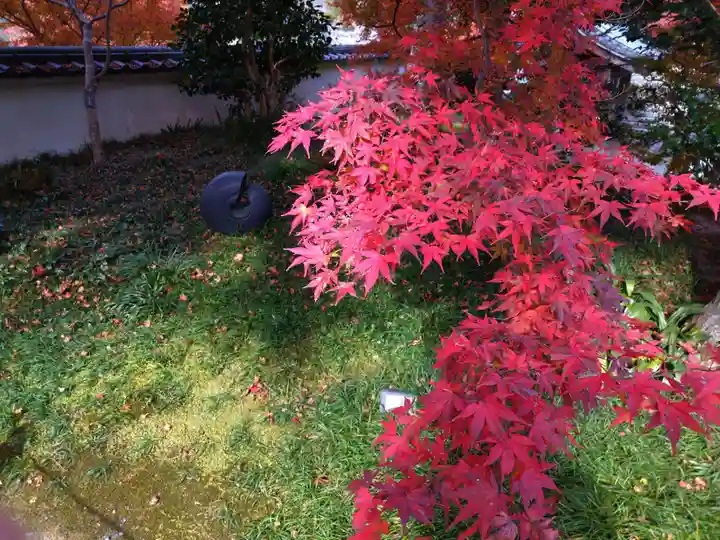三千院門跡の自然