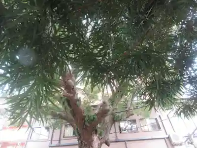 子神社(神奈川県)