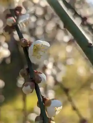 城南宮(京都府)