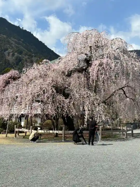 久遠寺の{uncategorized: "未分類", other: "その他", undefined: "問題あり", building: "その他建物", grave: "お墓", sacred_gate: "鳥居", guardian: "狛犬", statue: "像", buddha: "仏像", history: "歴史", nature: "自然", garden: "庭園", animal: "動物", pagoda: "塔", temizu: "手水舎", mountain_gate: "山門・神門", sanctuary: "本殿・本堂", subordinate: "末社・摂社", art: "芸術", scenery: "景色", jizo: "地蔵", ema: "絵馬", goshuin: "御朱印", omikuji: "おみくじ", items: "授与品その他", amulet: "お守り", goshuincho: "御朱印帳", eats: "食事", festival: "お祭り", votive_dance: "神楽", shichigosan: "七五三参", wedding: "結婚式", experience: "体験その他", initially: "初詣", around: "周辺", anti_infection: "感染症対策"}