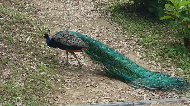 楽法寺(雨引観音)(茨城県)