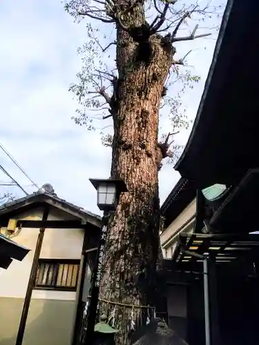 松山神社の自然