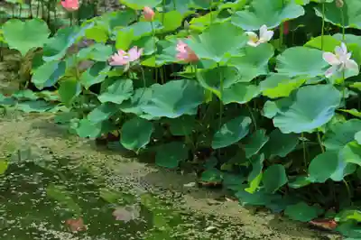 龍興寺（浮見観音）(福島県)