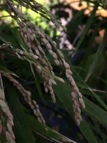 阿佐ヶ谷神明宮(東京都)